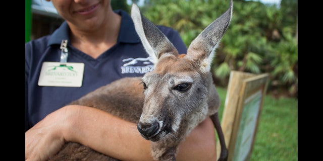 Lilly the Kangaroo in June. (Fox 35)