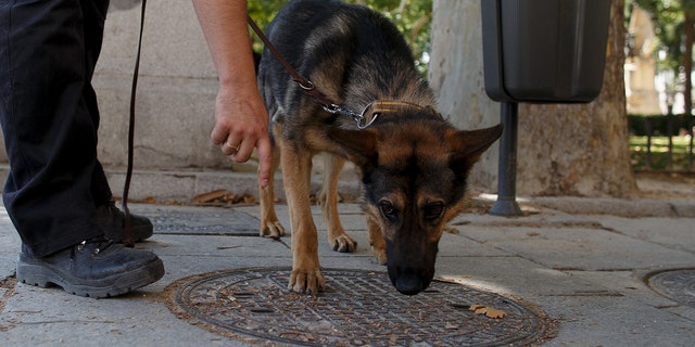 MADRID, SPAIN - JUNE 17: A policeman working with a police dog checks a manhole cover at Plaza de Oriente near the Royal Palace on June 17, 2014 in Madrid, Spain. Prince Felipe will be crowned Felipe VI of Spain on June 19th after his father King Juan Carlos abdicated on June 2. (Photo by Pablo Blazquez Dominguez/Getty Images)