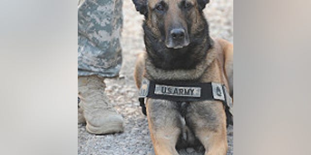 Kandy, a military working dog, of the 91st Military Police Battalion, listens to a convoy briefing prior to a search for weapons caches and targeted insurgents at Joint Security Station Beladiyat, eastern Baghdad, Iraq, on Feb. 28, 2009.