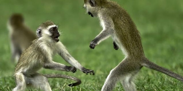 Vervet monkeys playing in Kenya's Great Rift Valley in 2012.