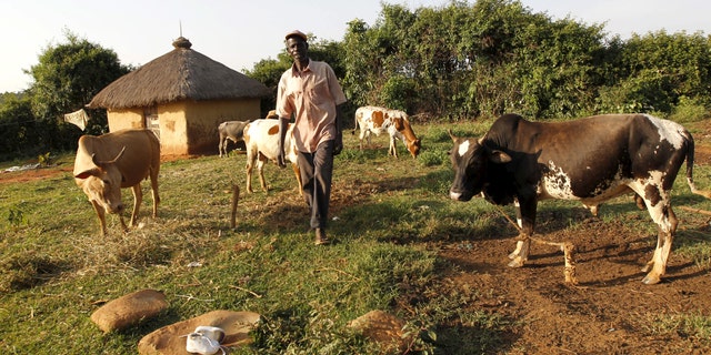 File photo - John Okoth, a 64-year-old herdsman and a farmer, tends to his cattle at his homestead in Kogelo, west of Kenya's capital Nairobi, July 14, 2015. (REUTERS/Thomas Mukoya)