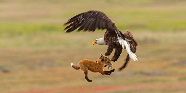 The eagle and the fox put up a fight to have the rabbit.