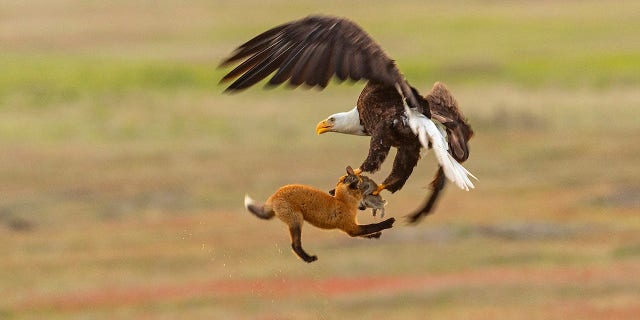 The eagle and the fox put up a fight to have the rabbit.