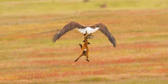 The eagle was able to take the rabbit and dropped the fox on the ground.