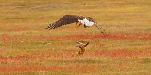 The fox survived the encounter and appeared unscathed, except for the lost meal.