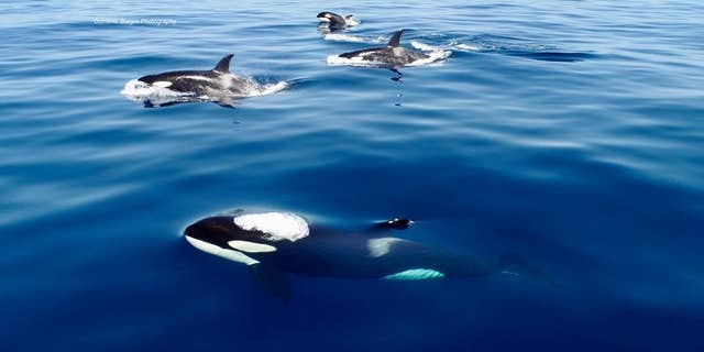 killer whales 4