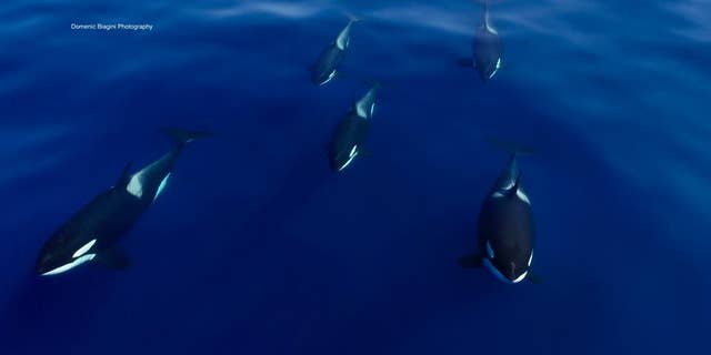 killer whales 2