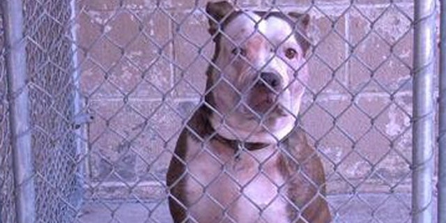 This pit bull has been quarantined after killing a man who was trying to revive its owner. (Courtesy: Ohio County, WV, Animal Control)