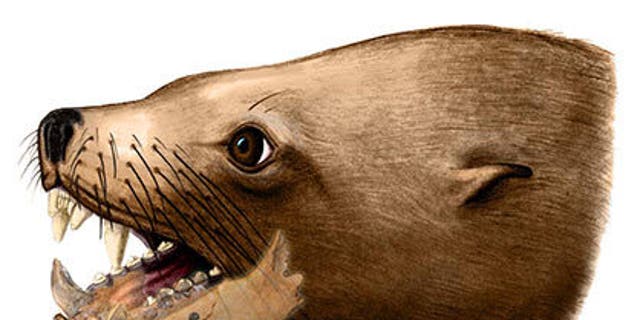 An artist's rendition of the extinct walrus, Pelagiarctos thomasi