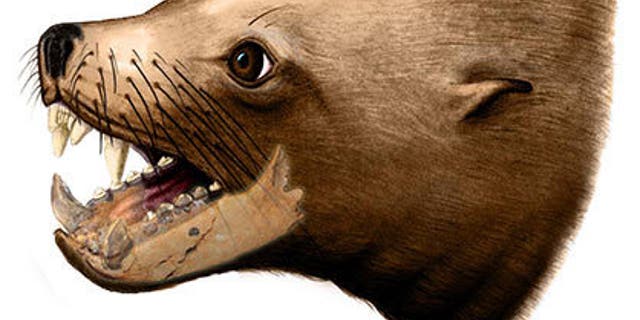 An artist's rendition of the extinct walrus, Pelagiarctos thomasi