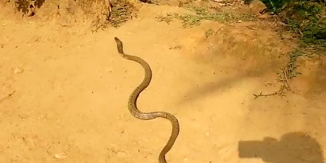 Video grab of a snake regurgitating seven eggs. See SWNS story SWCOBRA. Sujith VP was called to remove the snake in Kerala, India after it attacked a henhouse in someone's farm and then proceeded to swallow eight eggs. The cobra was later filmed throwing up seven of those eight eggs.