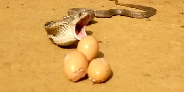 Video grab of a snake regurgitating seven eggs in Kerala, India. Sujith VP was called to remove the snake after it attacked a henhouse and proceeded to swallow eight eggs. The cobra was later filmed throwing up seven of those eight eggs.