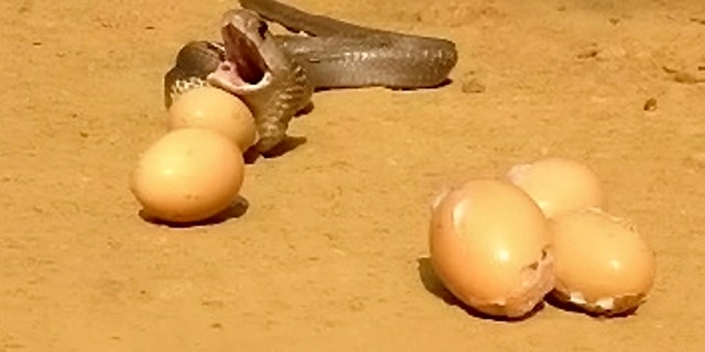 Video grab of a snake regurgitating seven eggs.  See SWNS story SWCOBRA.  Sujith VP was called to remove the snake in Kerala, India  after it attacked a henhouse in someone's farm and then proceeded to swallow eight eggs. The cobra was later filmed throwing up seven of those eight eggs.