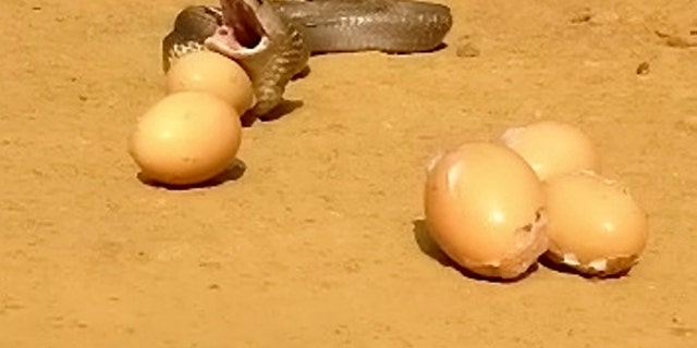 Video grab of a snake regurgitating seven eggs. See SWNS story SWCOBRA. Sujith VP was called to remove the snake in Kerala, India after it attacked a henhouse in someone's farm and then proceeded to swallow eight eggs. The cobra was later filmed throwing up seven of those eight eggs.