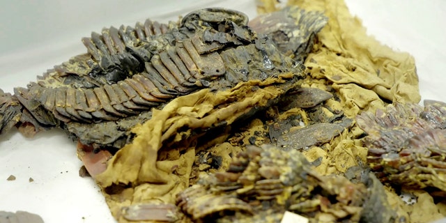 The remains of King Tutankhamun's armor