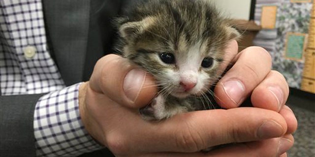 Dec. 15, 2015: A tiny kitten that was found on a conveyor belt and escaped potential death at recycling center in Galt, Calif. The tiny kitten now has a new home after being found at the Northern California recycling center.