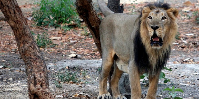 FILE: An Asiatic lion is seen in the west indian town of Ahmedabad