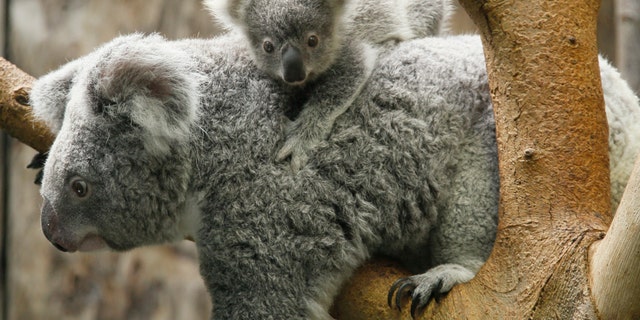 File photo: A koala joey hangs on its mother Goonderrah, the Aboriginal name for fighter, following a weighing procedure at the zoo in the western German city of Duisburg June 11, 2010. (REUTERS/Wolfgang Rattay)