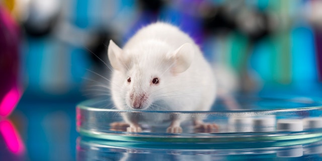 The mice gave birth to healthy offspring and were able to produce milk to feed their pups.