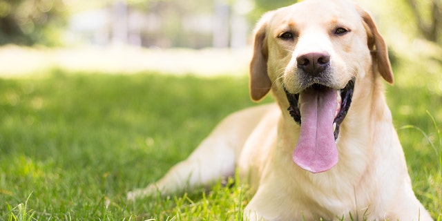 how many labrador retrievers are in the united states