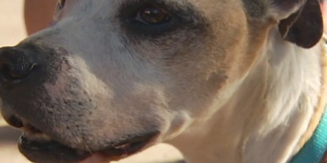 Ladybird was stolen from a homeless woman in Texas and ended up in Oregon.
