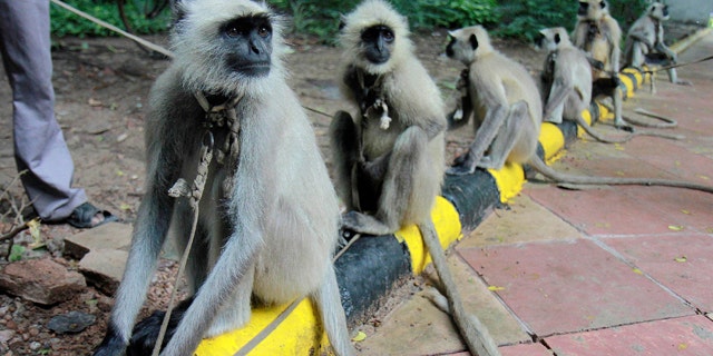 In this Wednesday, Sept. 22, 2010 photo, langurs stand on leash held by their owners in front of the Commonwealth Games headquarters in New Delhi. Games officials and civic authorities have deployed langurs, a particularly ferocious breed of apes, at various games venues to keep away monkeys known to create nuisance and also attack humans.