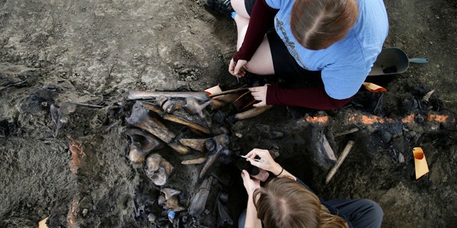 Oct. 23, 2013: Laura Tewksbury, top, and Karrie Howard excavate more than 42,000-year-old bison fossils with dental picks at the La Brea Tar Pits.