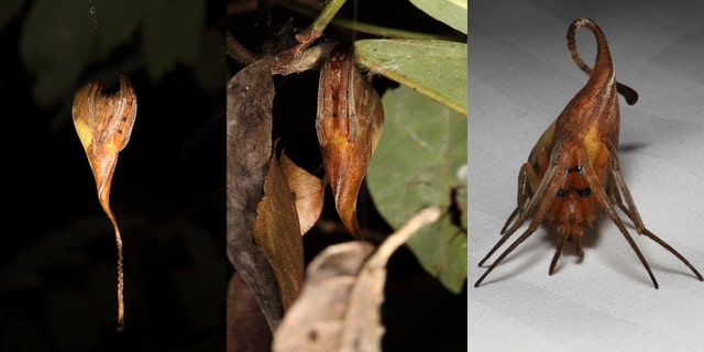 A newfound and rare spider species found in China is the only spider that masquerades as a leaf.