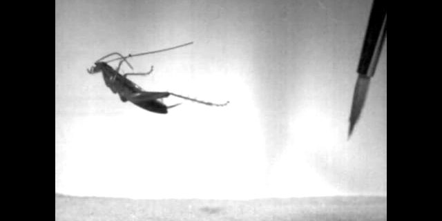 The South African leaproach can propel itself through the air and land nearly 50 body lengths away (roughly one foot), as seen in a video by researchers Malcolm Burrows and Mike Picker.