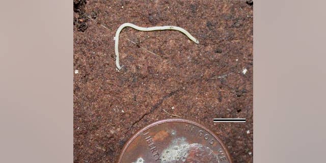 A white millipede named <em>lllacme plenipes</em> (Latin for "the pinnacle plentiful feet") and found only in a small area of Northern California sports 750 wiggling legs, making it the "leggiest" animal known. (Here, the entire millipede with