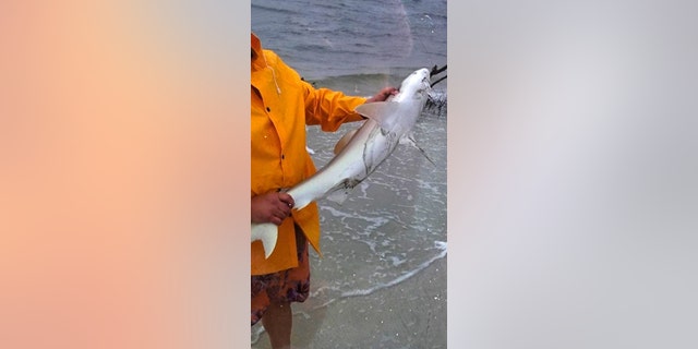 One feisty lemon shark bit the fisherman who caught it.