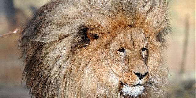 Lion With Luscious Head Of Hair Becomes Viral Sensation Fox News