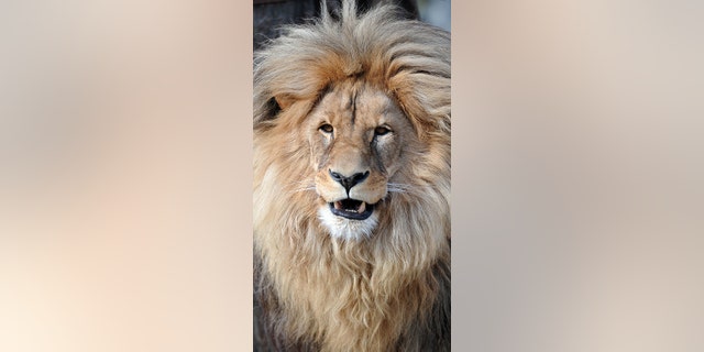 Leon the lion at Usti nad Labem Zoo, Czech Republic.
