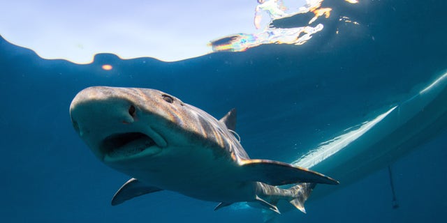 Leopard shark just after release offshore.