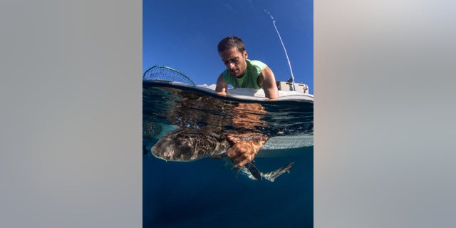 Andrew Nosal releasing a leopard shark.