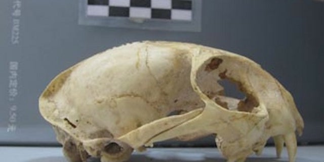 Side view of a domestic cat skull from the Neolithic site of Wuzhuangguoliang (Shaanxi, 3200-2800 B.C.).