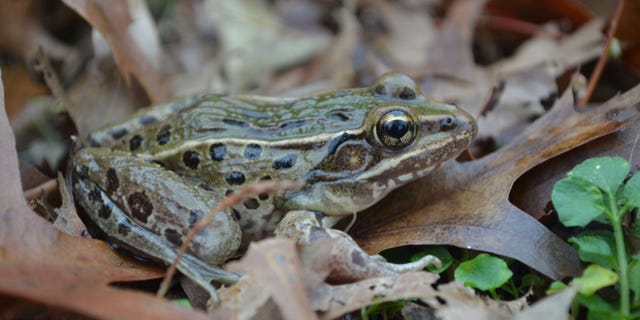 Mar. 14, 2012: Scientists have found a new type of leopard frog in the New York City area.