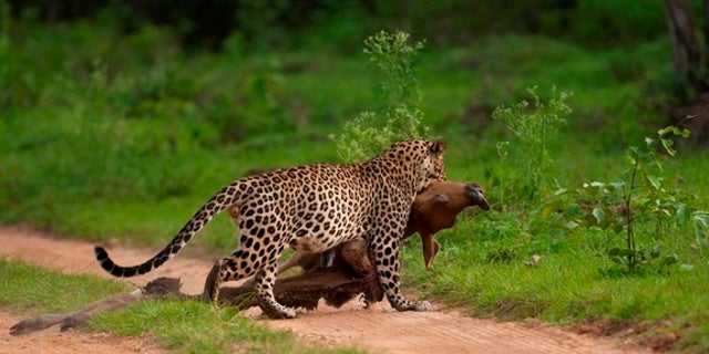 A leopard drags a bison calf to a safe spot in this photograph captured by a visitor to Bandipur Tiger Preserve in India.