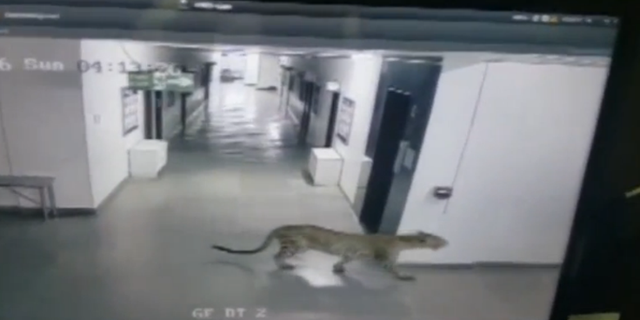 The leopard caught prowling around a school.