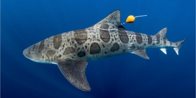 This is a shark with a reusable tagging apparatus. (Kyle McBurnie)