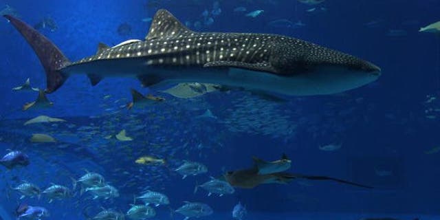 Visitors watch whale sharks swim at the Okinawa Churaumi Aquarium on Feb. 26, 2010 in Motobu, Okinawa, Japan.