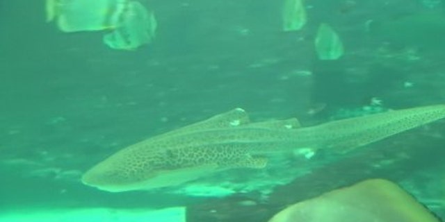 Leopard shark Leonie (The University of Queensland)