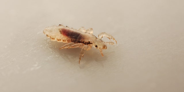 Lice are wingless parasitic insects that can be found on human heads, eyebrows, eyelashes and other hair-covered body parts.