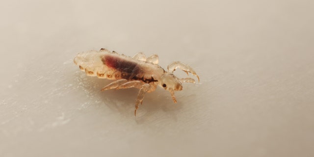 Lice are wingless parasitic insects that can be found on human heads, eyebrows, eyelashes and other hair-covered body parts.