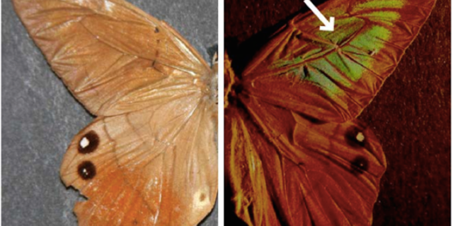 The butterfly Pierella luna appears to change color because of the microstructure of its wings, which feature slightly curved scales.