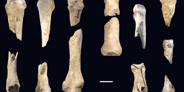 Here, another view of the limbs found in the 6,000-year-old pit in France.