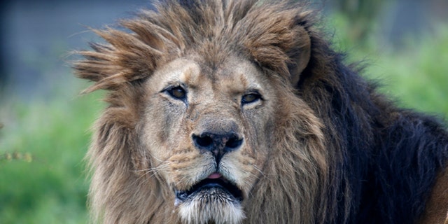 An African lion is seen at the Paris Zoological Park in the Bois de Vincennes in the east of Paris April 8, 2014. Inaugurated in 1934, the Paris Zoo will reopen for the public on April 12, 2014 after being closed for four-years for renovation, transforming the zoo with new quarters for animals and greater information for visitors about the animals and their environment. REUTERS/Charles Platiau (FRANCE - Tags: SOCIETY TRAVEL ANIMALS) - RTR3KG6J