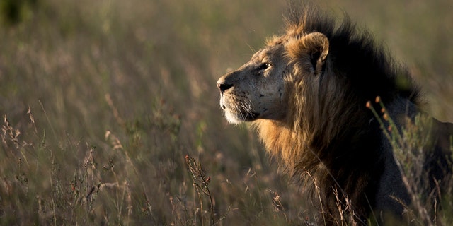 Jan. 25, 2014: A male lion looks out over the savannah at dusk prior to being shot with a tranquilizer dart in Nairobi National Park in Kenya. A lion attacked and injured a 63-year-old man Friday, March 18, 2016 after straying out of the Nairobi National Park onto one of the country's major highways during peak morning traffic, a Kenyan wildlife official said.