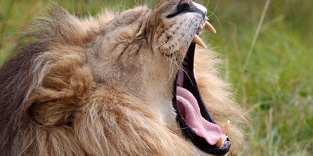 A suspected poacher was reportedly mauled to death by lions.
