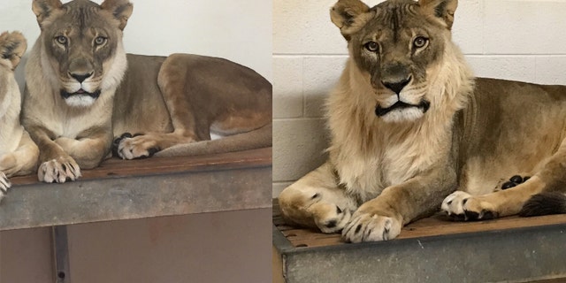 The Lions Logo: Behind the Mane That Stuns Millions